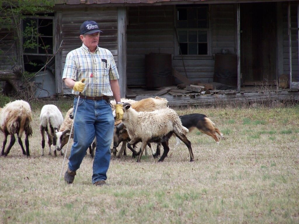Sheepdogs